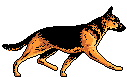 animal 19 19